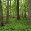 Mature forest in spring at Big Oaks NWR