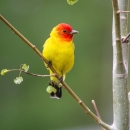 A bird with a red head and yellow body perched on a tree.