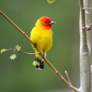 A bird with a red head and yellow body perched on a tree.