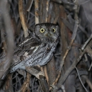 Western screech owl on branch