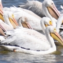 Pelicans migrating at Clarence Cannon National Wildlife Refuge