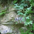 Monkshood hanging over side of the bluff