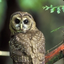 Northern spotted owl