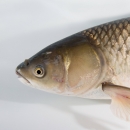 An adult grass carp in a holding tank