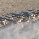 Herd of American Pronghorn