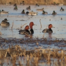 Redhead ducks swimming on water.