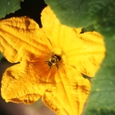 Bee pollinating a squash flower