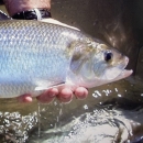 Biologists holds an adult American Shad over a tank of water.