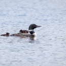 The common loon known as ABJ on the water with two chicks