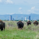 Four bison walking in the prairie with the Denver skyline in the background