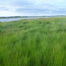 bright green marsh grass