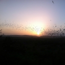 Mexican free-tailed bats flying at sunset