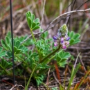 A plant with fuzzy green leaves and purple petals