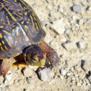 An ornate box turtle crossing a gravel road