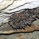Ozark big-eared bats in a cave.
