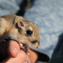 A person holds a Stephens' kangaroo rat on the top of their hand.