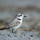 white and brown bird with black beak stands on sand