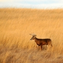 White-tailed deer in fall prairie grasses.