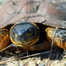 a portrait of a turtle with yellow highlights around the legs and neck