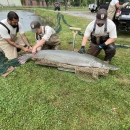 Hatchery staff injecting Alligator Gar with LHRHa