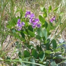 The purple flowering beach pea thrives on the refuge dunes