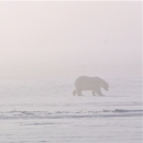 A polar bear walks through ice fog across the winter landscape.