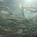 Many juvenile Chinook salmon swim underwater