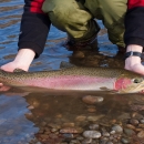 A wild steelhead in breeding colors is cradled in the Methow River.