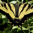 A yellow butterfly with black stripes spreads its wings wide.