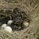 Nest of with eight American black duck chicks
