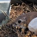 A kangaroo-rat sits next to a metal trap and canvas holding bag.