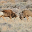 Two large brown antlered deer charge one another and butt heads