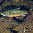 A green fish with yellow and red spots, a yellow belly, and red fins. 