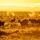 Pronghorn graze in golden light at sunrise at Seedskadee National Wildlife Refuge.