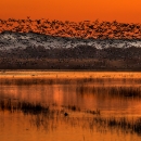 Large numbers of snow geese fly out at sunrise into an orange sky reflected in the water below at Bosque del Apache National Wildlife Refuge in New Mexico.