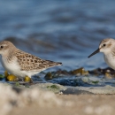 Western Sandpipers (Calidris mauri) at the water line