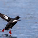 a black and white seabird taking off from water.