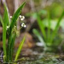 Small plant rising out of the water, with white flowers in bloom