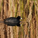 A black water bird with a white bill swims across a wetland pond. 