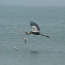 A blue heron flies over Indian Pass off of St. Vincent NWR.,