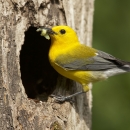 An image of a prothonotary warbler perch on the edge of a tree cavity with a worm in its beak.