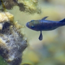 One pupfish swimming up to algae with green algae in the background