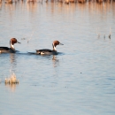 Two ducks with reddish-brown heads, dark bodies, and long pointed tails swim together through open water between marsh plants. 