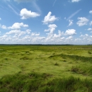 An expansive flat landscape of long, verdant grass is seen underneath a blue sky with intermittent white clouds.