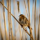 A saltmarsh sparrow perched on a reed