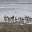 An image of a flock of geese standing in a wetland.