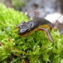 alt=A brown salamander with a yellow spotted belly crawls on green moss.