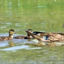 An image of a female wood duck with four babies swimming behind her.