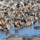Red-breasted migratory birds called red knots crowd the water's edge to feed on the eggs of horseshoe crabs in spring in Mispillion Harbor in Delaware.