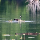 An image of an adult Canada Goose with four chicks.